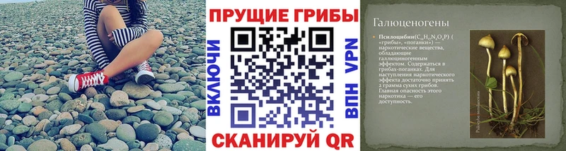 Купить где  Шацк  Псилоцибиновые грибы Cubensis 